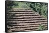 Coffee Plants Grown Under Shade, Bendele Region, Oromo Country, Ilubador State, Ethiopia, Africa-Bruno Barbier-Framed Stretched Canvas