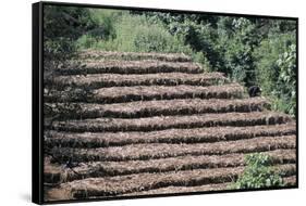 Coffee Plants Grown Under Shade, Bendele Region, Oromo Country, Ilubador State, Ethiopia, Africa-Bruno Barbier-Framed Stretched Canvas