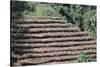 Coffee Plants Grown Under Shade, Bendele Region, Oromo Country, Ilubador State, Ethiopia, Africa-Bruno Barbier-Stretched Canvas