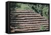 Coffee Plants Grown Under Shade, Bendele Region, Oromo Country, Ilubador State, Ethiopia, Africa-Bruno Barbier-Framed Stretched Canvas