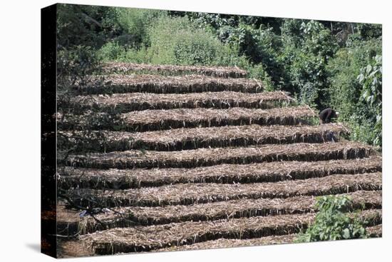 Coffee Plants Grown Under Shade, Bendele Region, Oromo Country, Ilubador State, Ethiopia, Africa-Bruno Barbier-Stretched Canvas