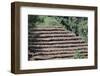 Coffee Plants Grown Under Shade, Bendele Region, Oromo Country, Ilubador State, Ethiopia, Africa-Bruno Barbier-Framed Photographic Print