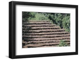 Coffee Plants Grown Under Shade, Bendele Region, Oromo Country, Ilubador State, Ethiopia, Africa-Bruno Barbier-Framed Photographic Print