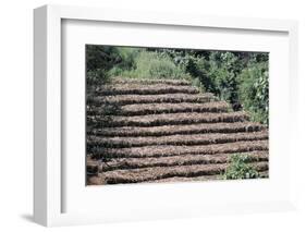 Coffee Plants Grown Under Shade, Bendele Region, Oromo Country, Ilubador State, Ethiopia, Africa-Bruno Barbier-Framed Photographic Print