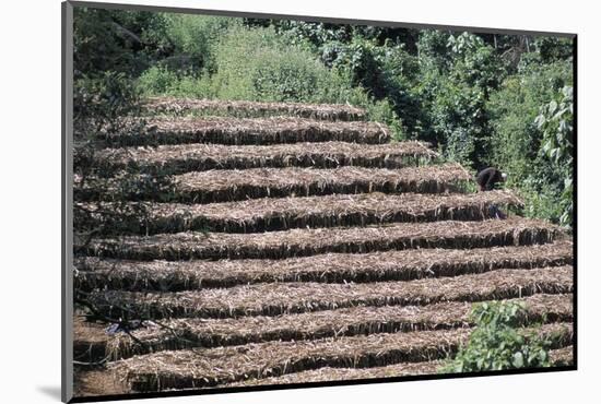 Coffee Plants Grown Under Shade, Bendele Region, Oromo Country, Ilubador State, Ethiopia, Africa-Bruno Barbier-Mounted Photographic Print