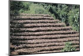 Coffee Plants Grown Under Shade, Bendele Region, Oromo Country, Ilubador State, Ethiopia, Africa-Bruno Barbier-Mounted Photographic Print