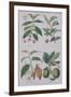 Coffee Tea Chocolate and Breadfruit Plate from a Botanical Study-W. Fitch-Framed Giclee Print