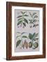 Coffee Tea Chocolate and Breadfruit Plate from a Botanical Study-W. Fitch-Framed Giclee Print