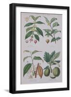 Coffee Tea Chocolate and Breadfruit Plate from a Botanical Study-W. Fitch-Framed Giclee Print