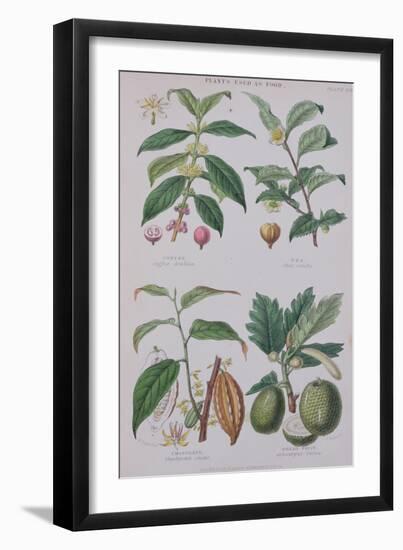 Coffee Tea Chocolate and Breadfruit Plate from a Botanical Study-W. Fitch-Framed Giclee Print
