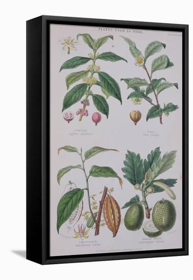 Coffee Tea Chocolate and Breadfruit Plate from a Botanical Study-W. Fitch-Framed Stretched Canvas