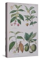 Coffee Tea Chocolate and Breadfruit Plate from a Botanical Study-W. Fitch-Stretched Canvas