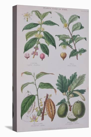 Coffee Tea Chocolate and Breadfruit Plate from a Botanical Study-W. Fitch-Stretched Canvas