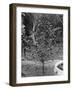 Coffee Tree, Jamaica, C1905-Adolphe & Son Duperly-Framed Giclee Print