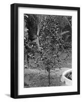 Coffee Tree, Jamaica, C1905-Adolphe & Son Duperly-Framed Giclee Print