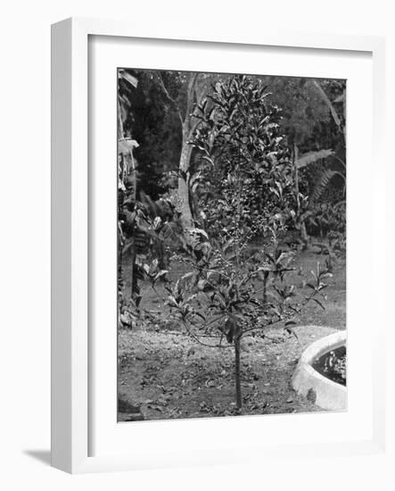 Coffee Tree, Jamaica, C1905-Adolphe & Son Duperly-Framed Giclee Print