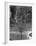 Coffee Tree, Jamaica, C1905-Adolphe & Son Duperly-Framed Giclee Print