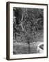 Coffee Tree, Jamaica, C1905-Adolphe & Son Duperly-Framed Giclee Print
