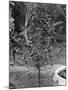 Coffee Tree, Jamaica, C1905-Adolphe & Son Duperly-Mounted Giclee Print