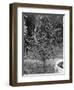 Coffee Tree, Jamaica, C1905-Adolphe & Son Duperly-Framed Giclee Print