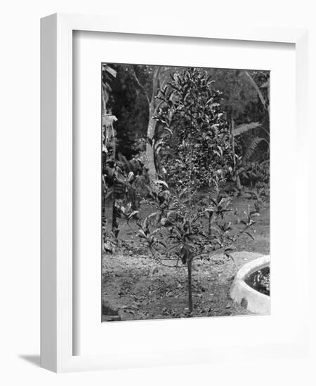 Coffee Tree, Jamaica, C1905-Adolphe & Son Duperly-Framed Giclee Print