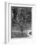 Coffee Tree, Jamaica, C1905-Adolphe & Son Duperly-Framed Giclee Print