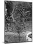 Coffee Tree, Jamaica, C1905-Adolphe & Son Duperly-Mounted Giclee Print