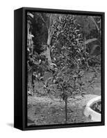 Coffee Tree, Jamaica, C1905-Adolphe & Son Duperly-Framed Stretched Canvas