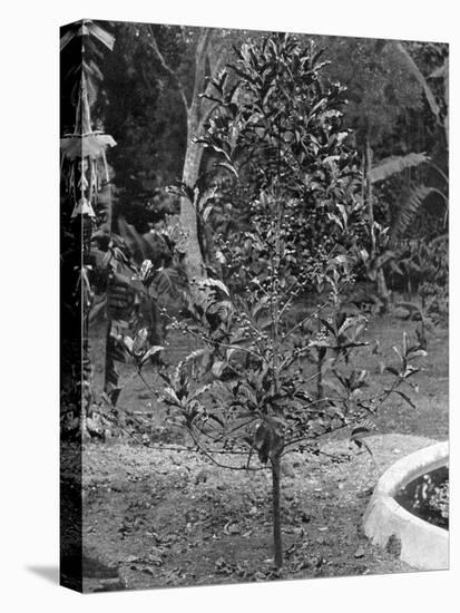 Coffee Tree, Jamaica, C1905-Adolphe & Son Duperly-Stretched Canvas