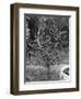Coffee Tree, Jamaica, C1905-Adolphe & Son Duperly-Framed Premium Giclee Print