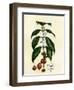 Coffee Tree Leaves, Flowers, and Fruit-null-Framed Premium Giclee Print