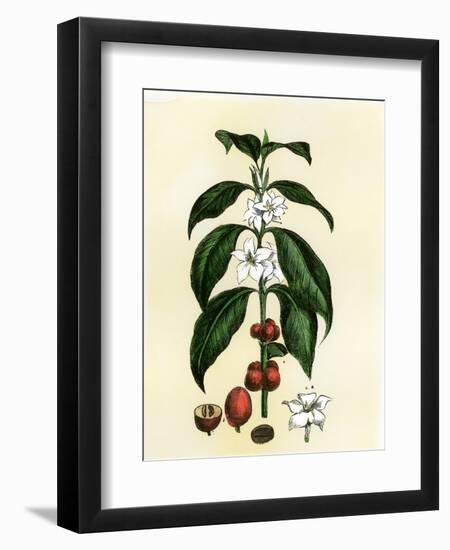 Coffee Tree Leaves, Flowers, and Fruit-null-Framed Premium Giclee Print