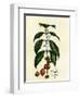 Coffee Tree Leaves, Flowers, and Fruit-null-Framed Premium Giclee Print