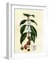 Coffee Tree Leaves, Flowers, and Fruit-null-Framed Giclee Print