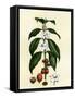 Coffee Tree Leaves, Flowers, and Fruit-null-Framed Stretched Canvas