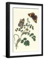 Coffee with Split-Banded Owlet Butterfly-Maria Sibylla Merian-Framed Art Print