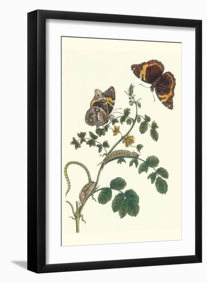 Coffee with Split-Banded Owlet Butterfly-Maria Sibylla Merian-Framed Art Print