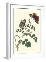 Coffee with Split-Banded Owlet Butterfly-Maria Sibylla Merian-Framed Art Print