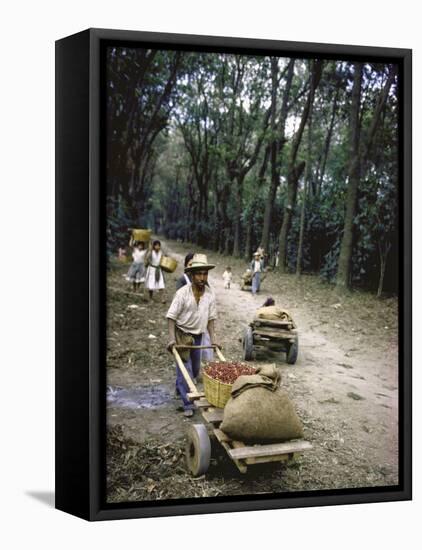 Coffee Workers Harvesting Beans-John Dominis-Framed Stretched Canvas