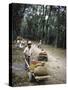 Coffee Workers Harvesting Beans-John Dominis-Stretched Canvas