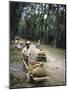 Coffee Workers Harvesting Beans-John Dominis-Mounted Photographic Print