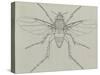 Coffin Fly (Phora Caliginosa), Diptera-null-Stretched Canvas