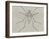 Coffin Fly (Phora Caliginosa), Diptera-null-Framed Giclee Print
