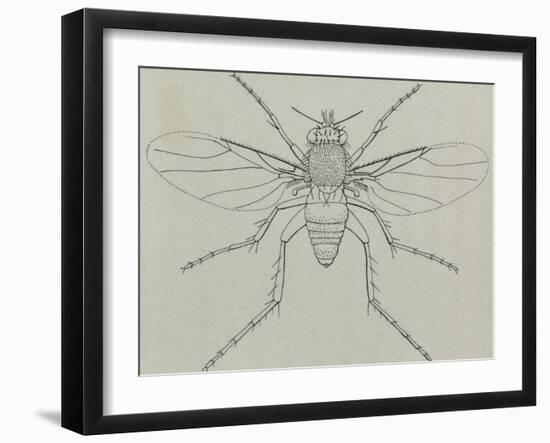 Coffin Fly (Phora Caliginosa), Diptera-null-Framed Giclee Print