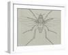 Coffin Fly (Phora Caliginosa), Diptera-null-Framed Giclee Print