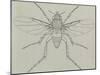 Coffin Fly (Phora Caliginosa), Diptera-null-Mounted Giclee Print