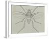 Coffin Fly (Phora Caliginosa), Diptera-null-Framed Giclee Print