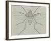 Coffin Fly (Phora Caliginosa), Diptera-null-Framed Giclee Print