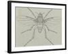 Coffin Fly (Phora Caliginosa), Diptera-null-Framed Giclee Print