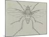 Coffin Fly (Phora Caliginosa), Diptera-null-Mounted Giclee Print